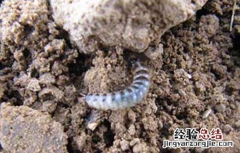 地下害虫特效药有哪些 地下害虫特效药有哪些品牌