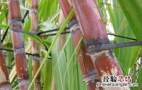 甘蔗除草剂的常见误区有哪些 甘蔗除草剂的常见误区