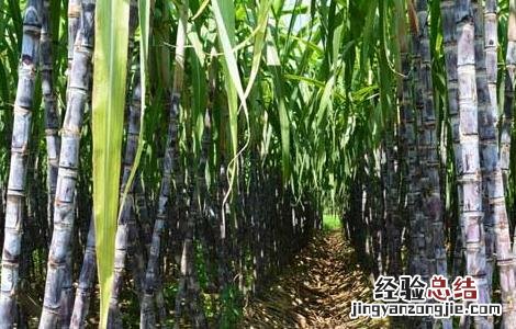 甘蔗除草剂的常见误区有哪些 甘蔗除草剂的常见误区