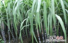 甘蔗除草剂的常见误区有哪些 甘蔗除草剂的常见误区