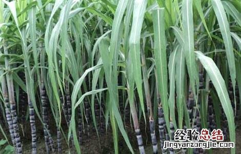 甘蔗除草剂的常见误区有哪些 甘蔗除草剂的常见误区