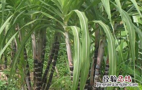 甘蔗除草剂的常见误区有哪些 甘蔗除草剂的常见误区