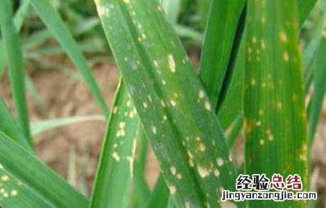 小麦出苗后可用哪些除草剂 小麦苗后除草剂有哪些