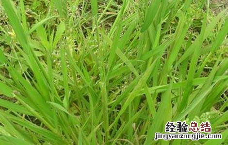 小麦出苗后可用哪些除草剂 小麦苗后除草剂有哪些