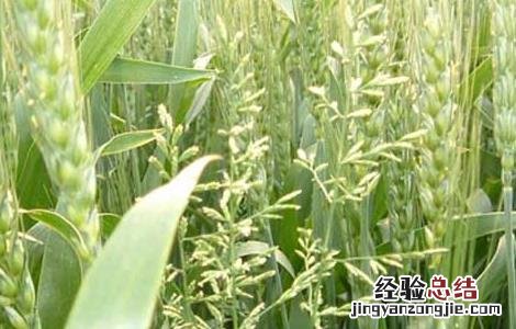 小麦出苗后可用哪些除草剂 小麦苗后除草剂有哪些