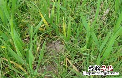 小麦出苗后可用哪些除草剂 小麦苗后除草剂有哪些