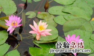 睡莲为什么养不开 睡莲为什么养不活