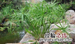水竹怎么栽种视频教程 水竹怎么栽种