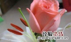 玫瑰花枝怎么接种 玫瑰花枝怎么接种视频