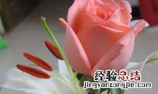 玫瑰花枝怎么接种 玫瑰花枝怎么接种视频