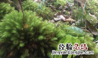 海草怎么种的 海草怎么养殖方法