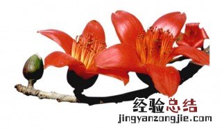 用纸怎么做木棉花 用纸怎么做木棉花手工