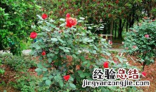 玫瑰花树枝怎么插活 玫瑰花树怎么插活