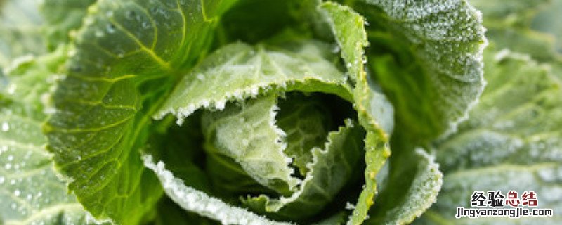包菜后期需要什么肥料 包菜后期需要什么肥料呢