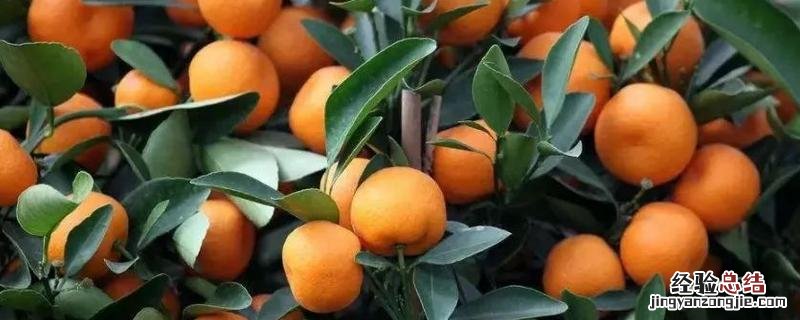 十月适合种植哪些水果，十月盛产什么水果