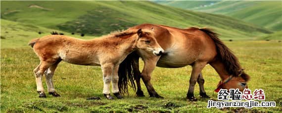 马是怎么繁殖 纯种马是怎么繁殖