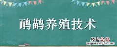 鸸鹋养殖技术视频公母 鸸鹋养殖技术