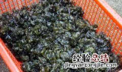 吃地蕨皮有什么好处和功效 吃地蕨皮有什么好处