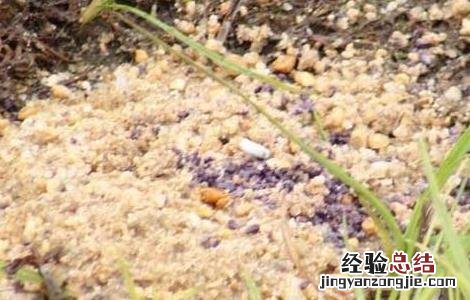 呋喃丹的应急处理处置方法 呋喃丹农药中毒急救