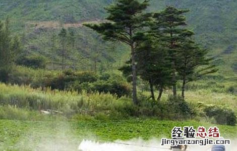 夏季使用农药要注意哪些问题 夏季使用农药要注意哪些问题视频