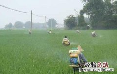 夏季使用农药要注意哪些问题 夏季使用农药要注意哪些问题视频
