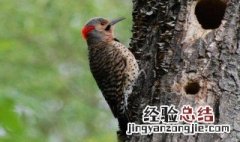 大自然中的医生除了啄木鸟还有哪些 大自然中的医生除了啄木鸟还有哪些鸟类