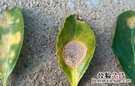 波尔多液的作用及使用注意事项 波尔多液使用指南