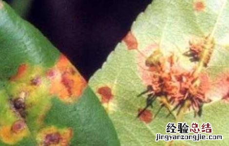 波尔多液的作用及使用注意事项 波尔多液使用指南