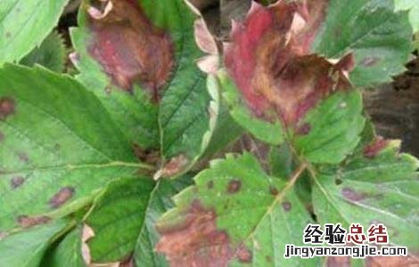 波尔多液的作用及使用注意事项 波尔多液使用指南