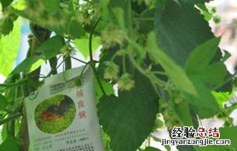 生物农药的三大类型 生物农药包括几种类型