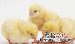 怎么养小鸡怎么养 怎么样才能养小鸡