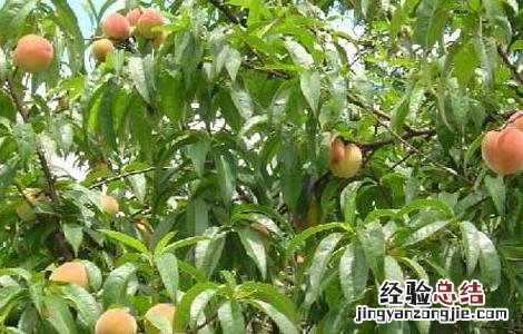 BT杀虫剂使用注意四方面