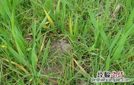 除草剂药害产生的人为原因及预防措施