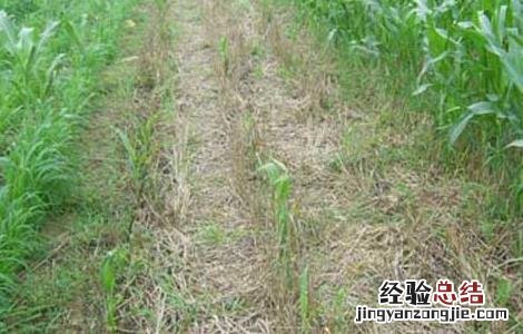 除草剂药害产生的人为原因及预防措施