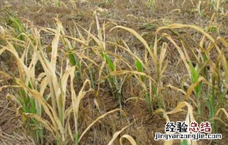 除草剂药害产生的人为原因及预防措施