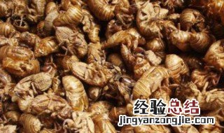蝉衣的功效与作用 蝉衣的功效与作用是什么