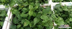 黄金百香果树苗 黄金百香果苗的价格，附其种植方法