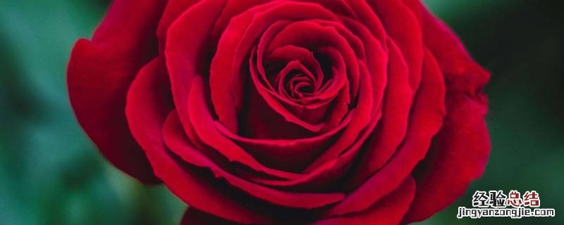 玫瑰花是酸性还是碱性的 玫瑰花是酸性还是碱性