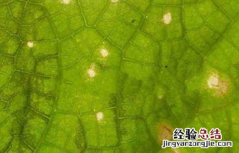 农作物药害可分为8类,分别是 常见的农作物药害有哪些