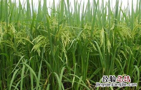 农作物药害可分为8类,分别是 常见的农作物药害有哪些