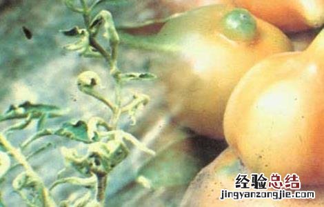 农作物药害可分为8类,分别是 常见的农作物药害有哪些