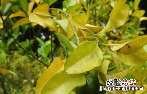 农作物药害可分为8类,分别是 常见的农作物药害有哪些