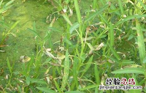农作物药害可分为8类,分别是 常见的农作物药害有哪些