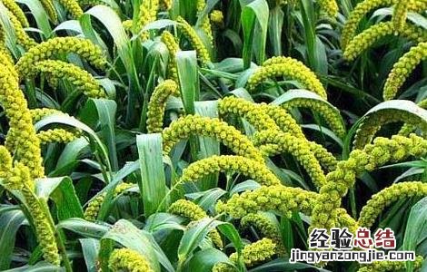 农作物药害可分为8类,分别是 常见的农作物药害有哪些