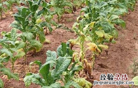 农作物药害可分为8类,分别是 常见的农作物药害有哪些