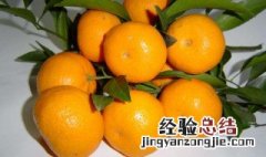 蜜橘籽怎么种 蜜橘籽怎么种植技术