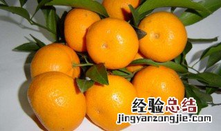 蜜橘籽怎么种 蜜橘籽怎么种植技术