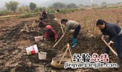 马蹄怎么种出来的 马蹄怎么种出来的图片