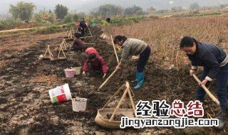马蹄怎么种出来的 马蹄怎么种出来的图片