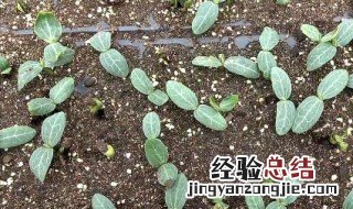 种子怎么催芽 丝瓜种子怎么催芽